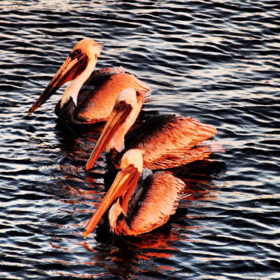 Pelicans