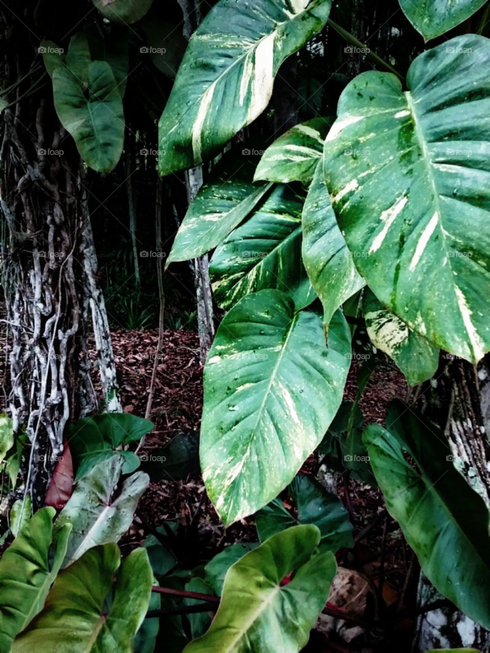 As folhas gigantes da Jibóia deixam escura a mata ao seu redor.