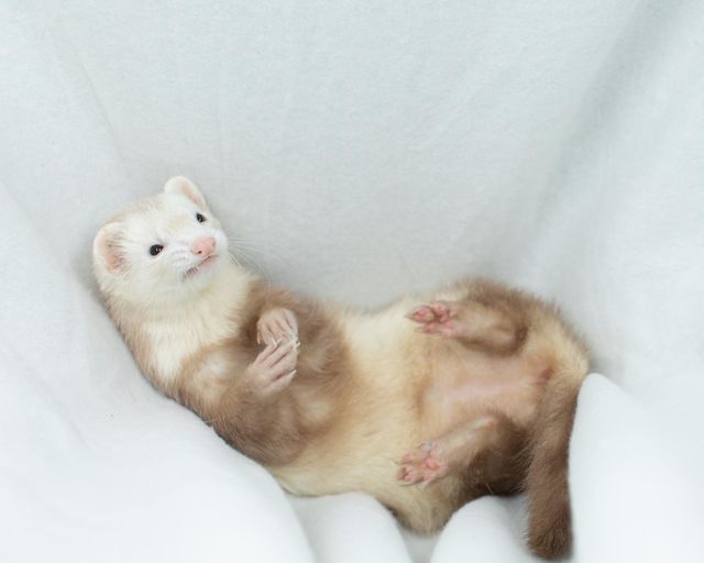 A opinionated ferret