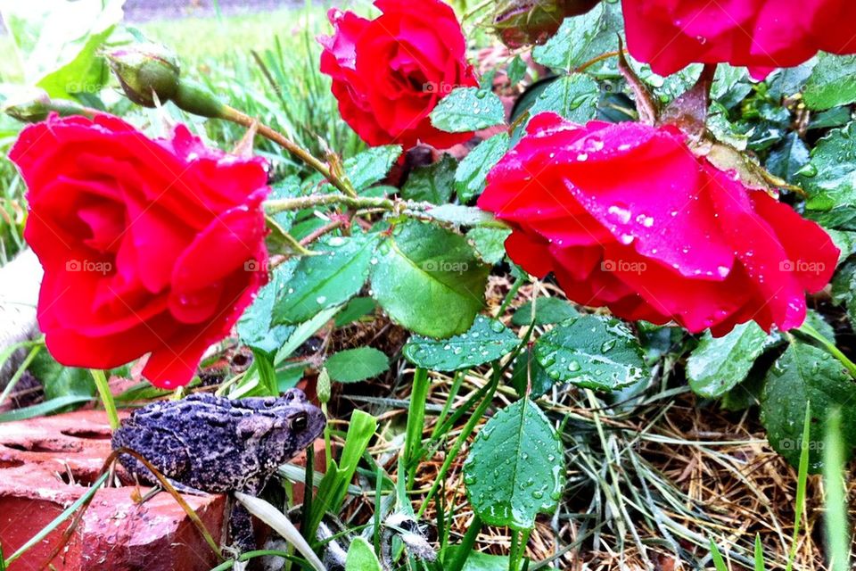 garden morning dew rose by serenitykennedy