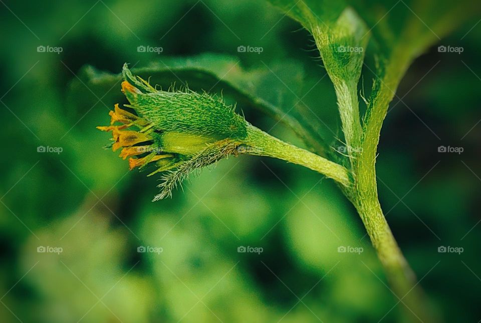 micro photography of flower buds
