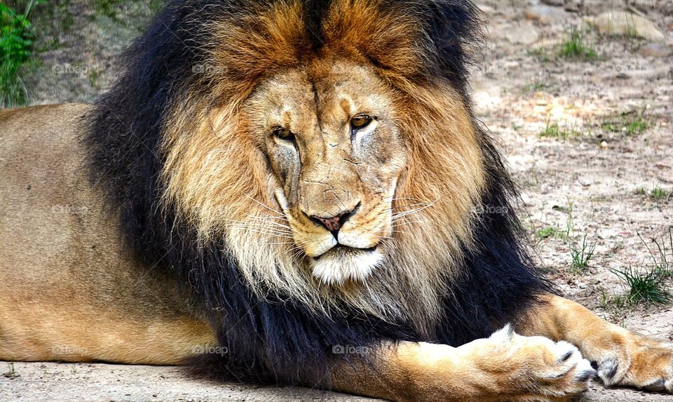 Lion