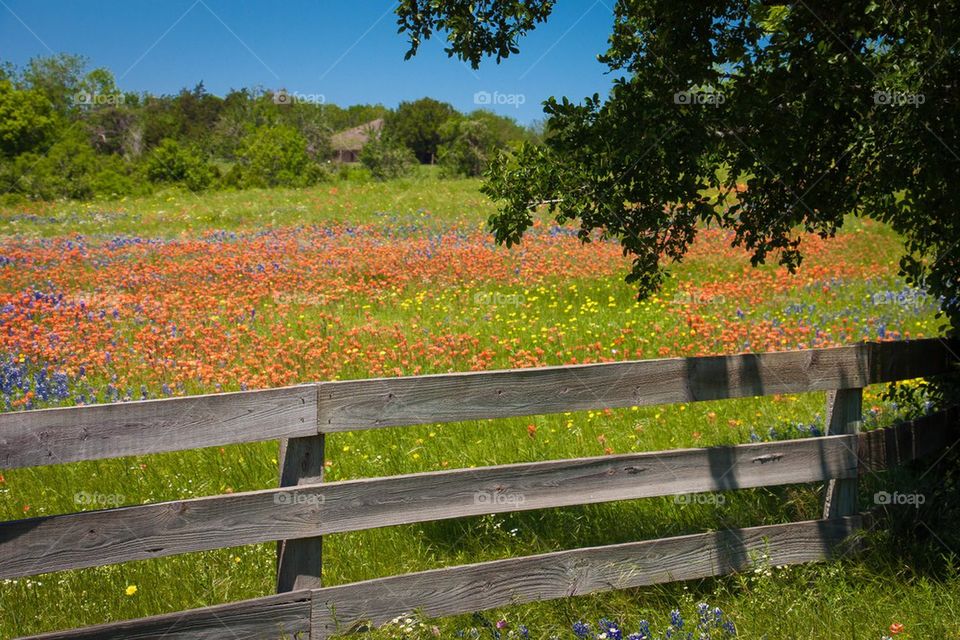 Texas Wildflowers