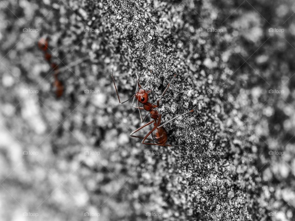 Red Ants