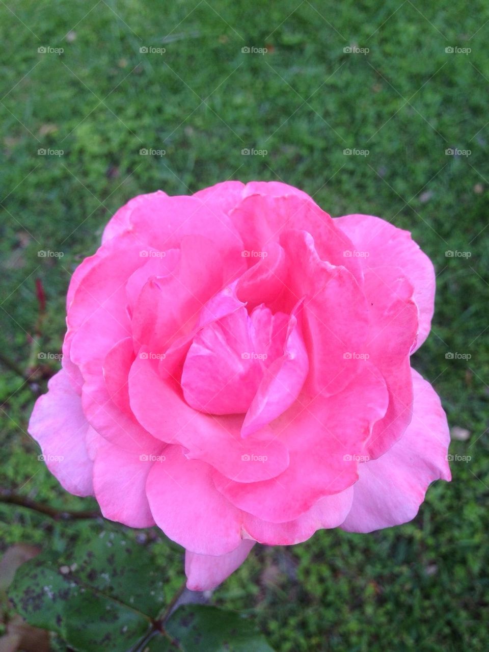 Roses are also pink.