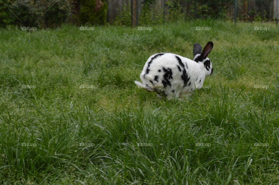 Animals having a hay day