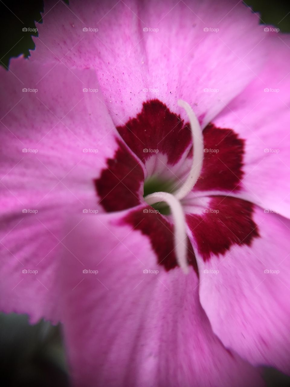 Pink macro center Japanese 