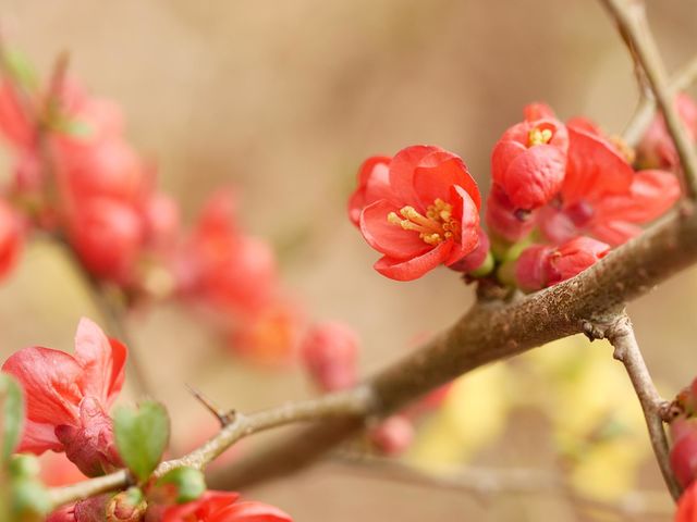 wild flower