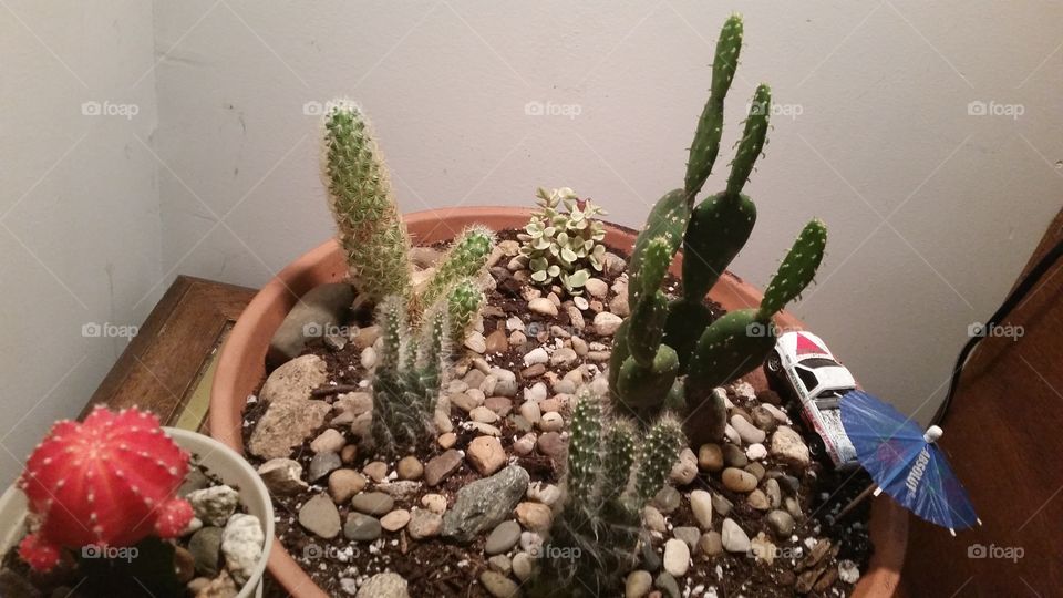 my new cacti