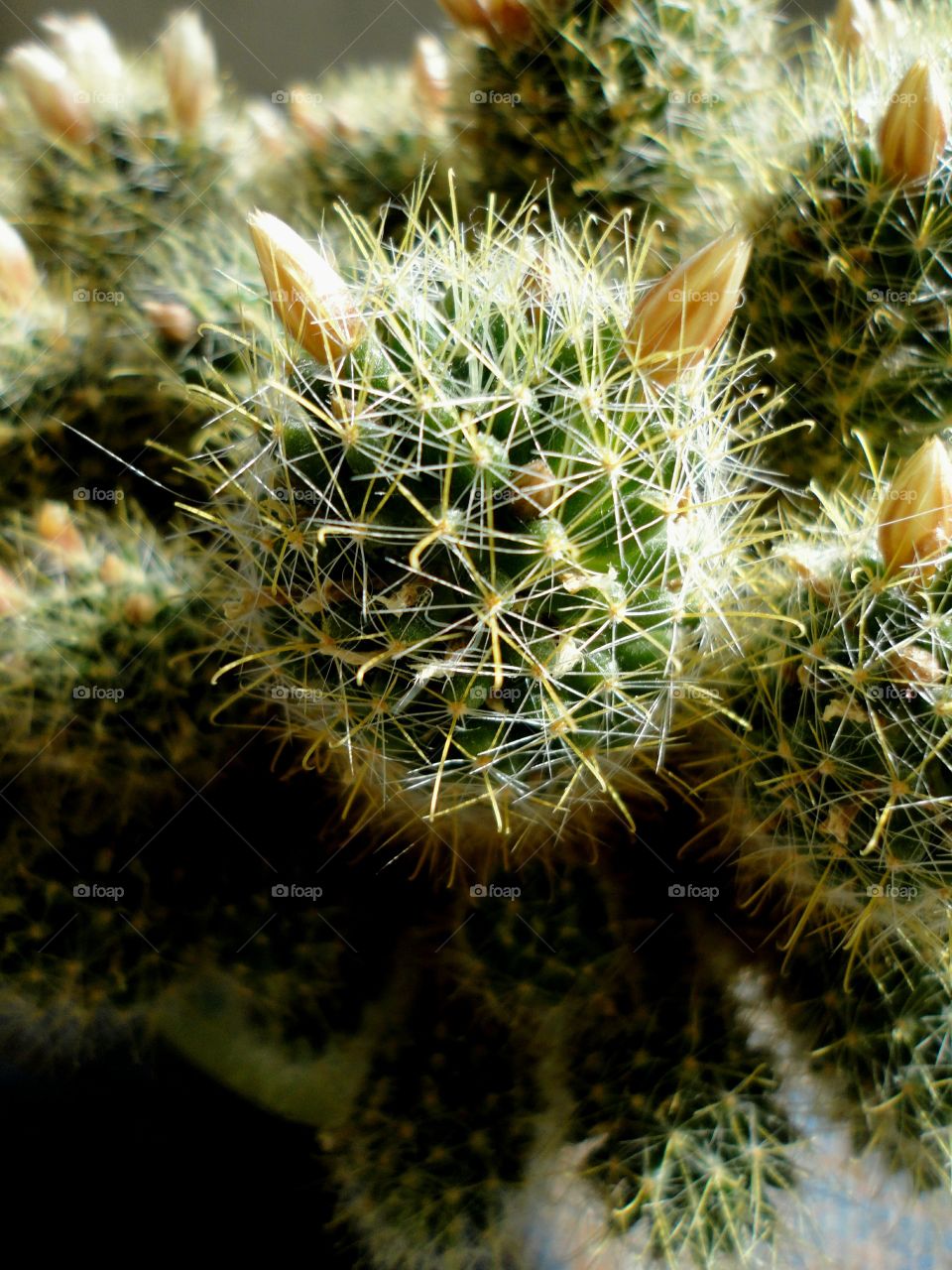 Cactus, Nature, Sharp, Desert, Prickly