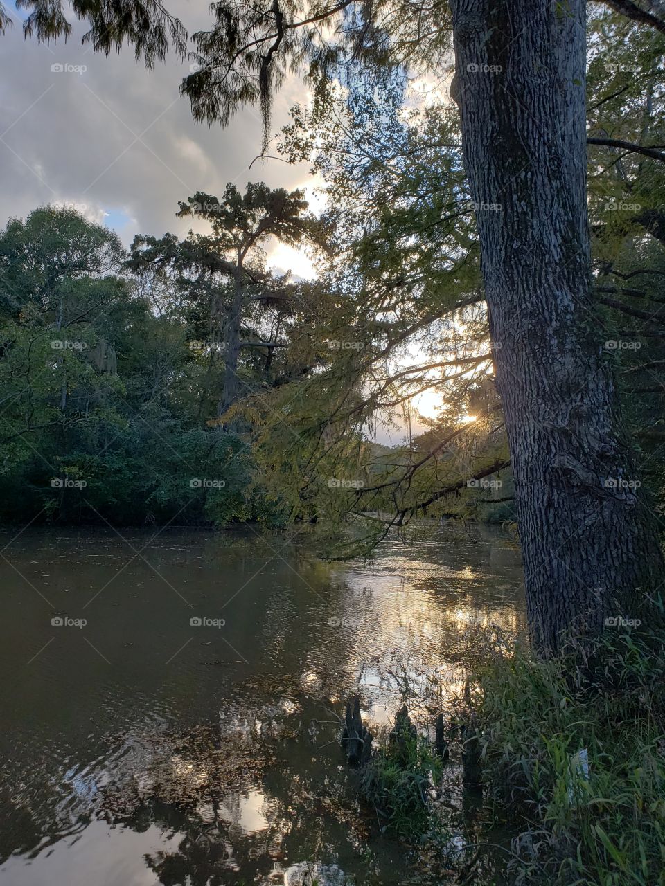 Louisiana Bayou Sunset