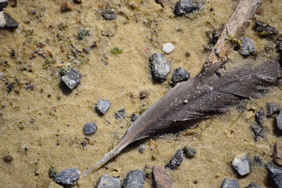 Sandy feather