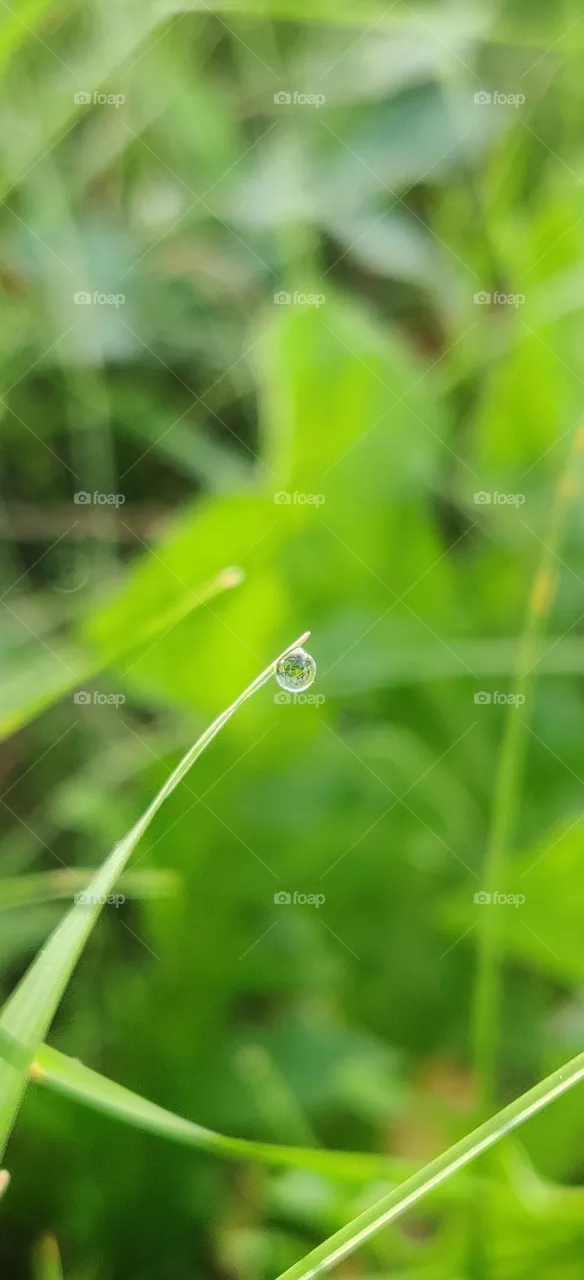 Morning Grass