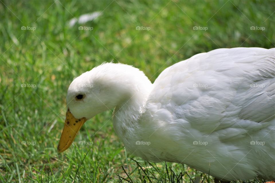 Duck