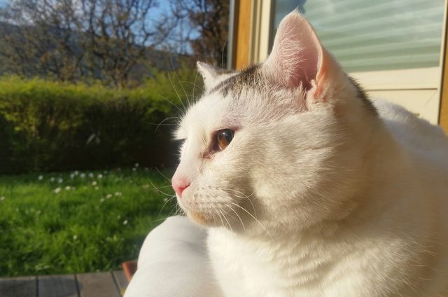 Fluffy cat