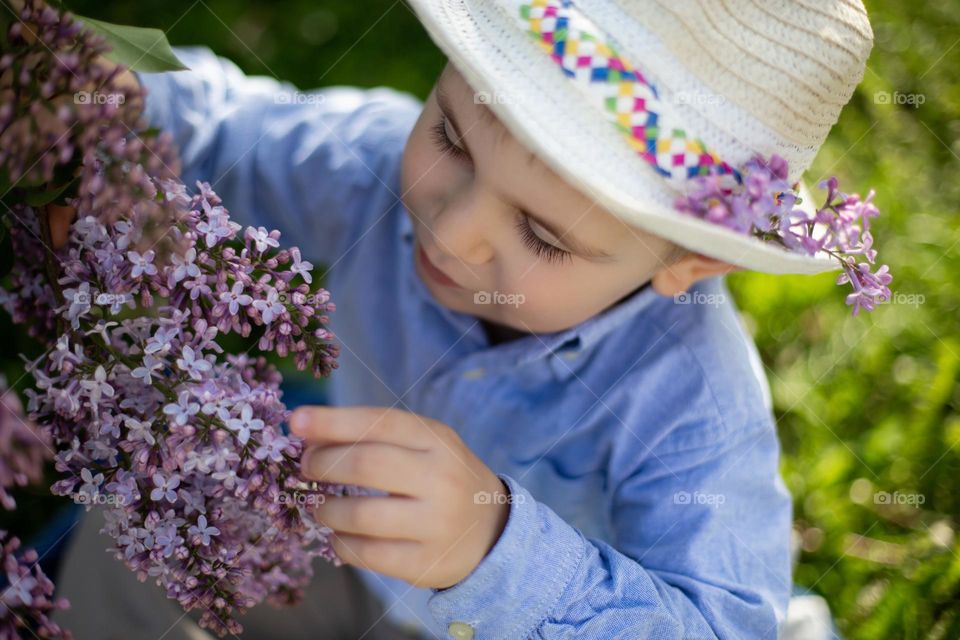 lilac in bloom