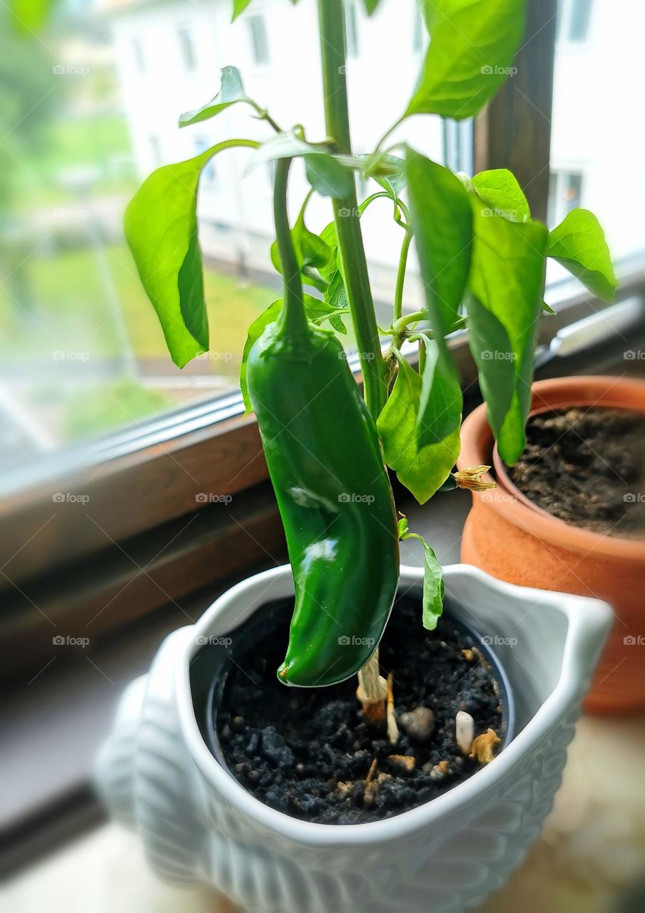 My paprika