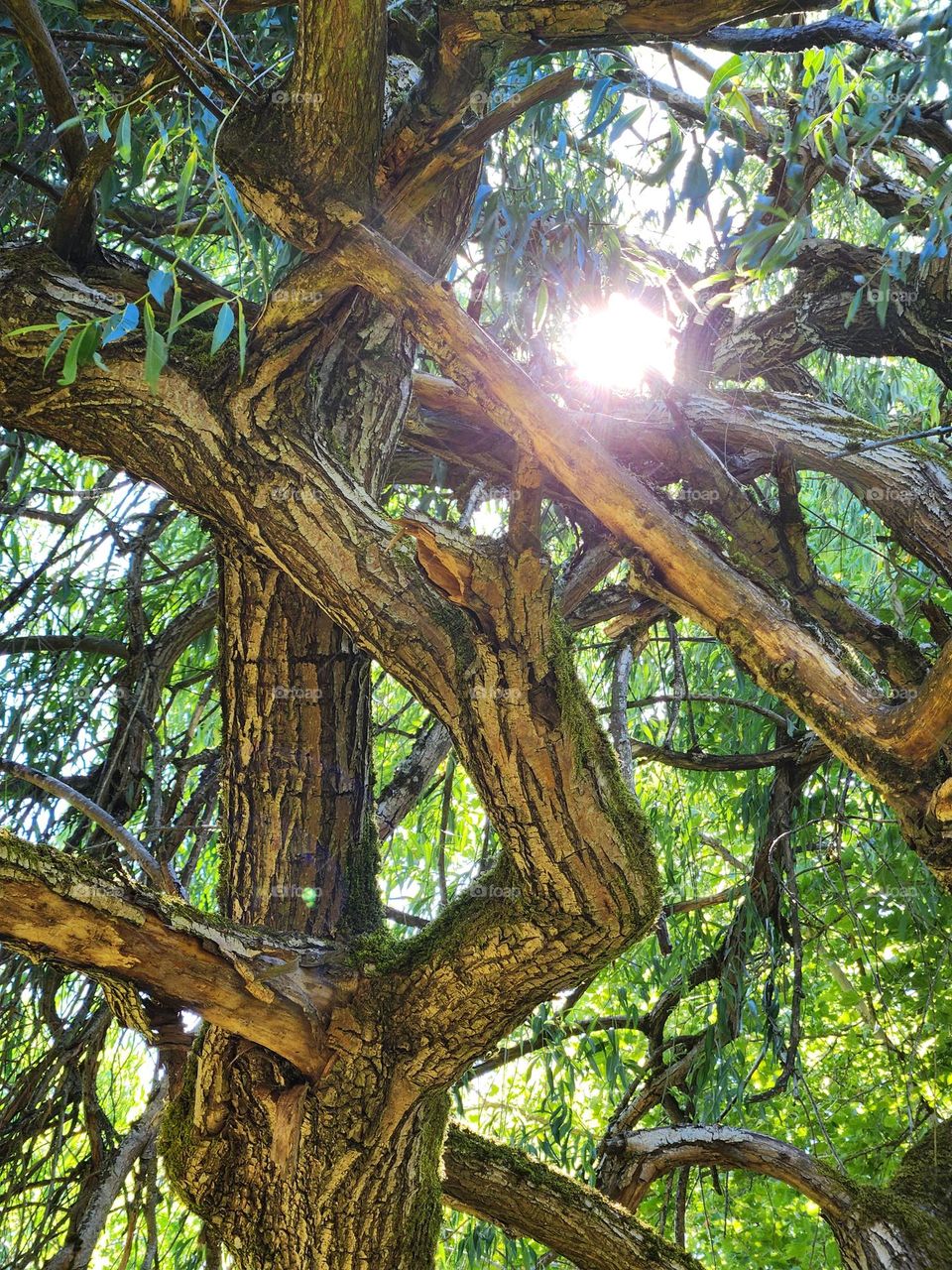 looking up at the sun shining down through shady branches of a large tree in Oregon Summer