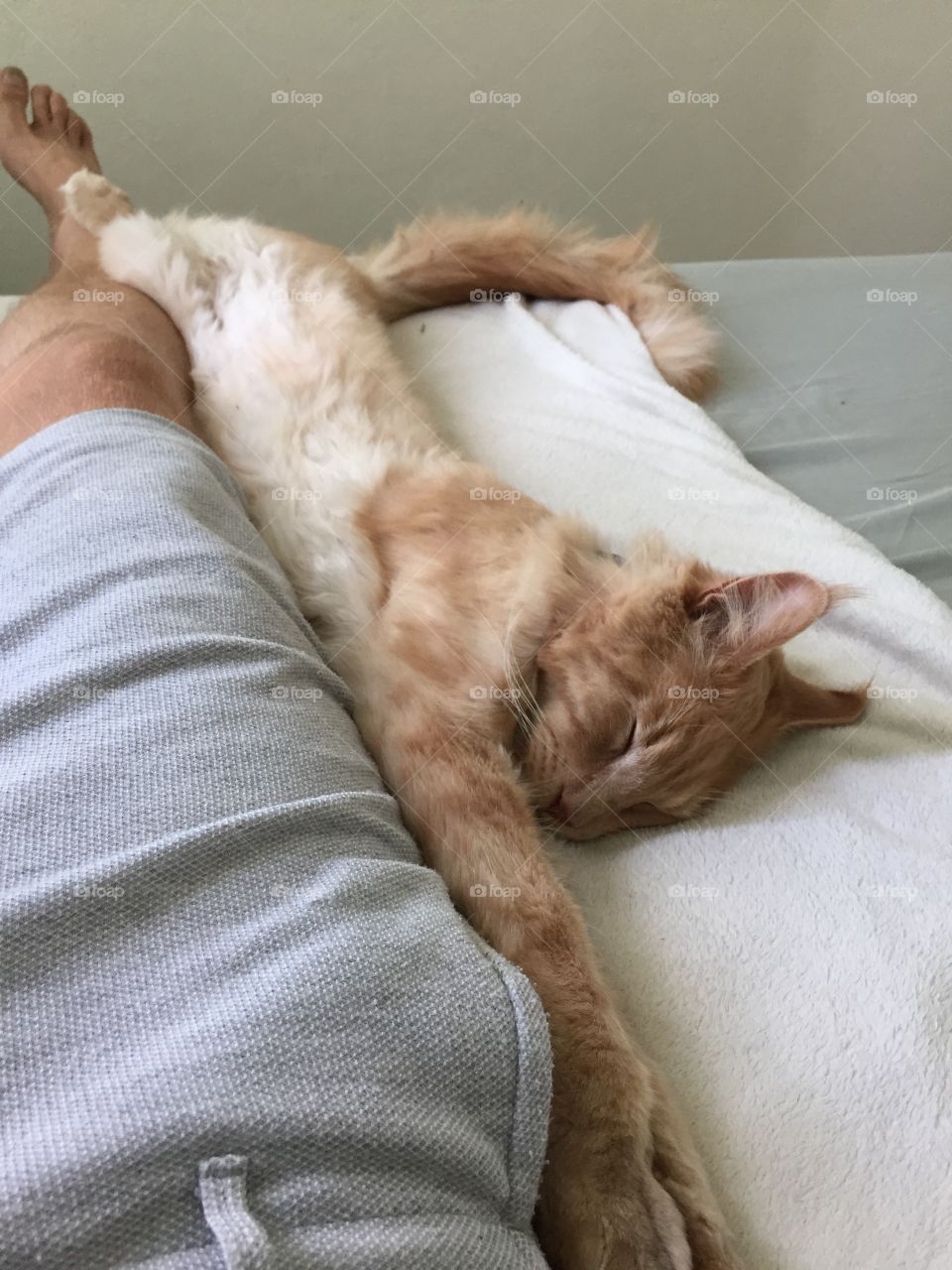 Stretching sleepy super cat 