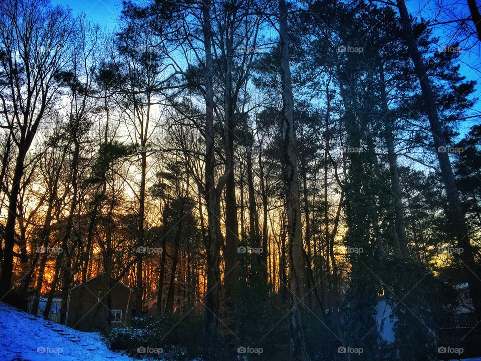 A winter sky through the trees.