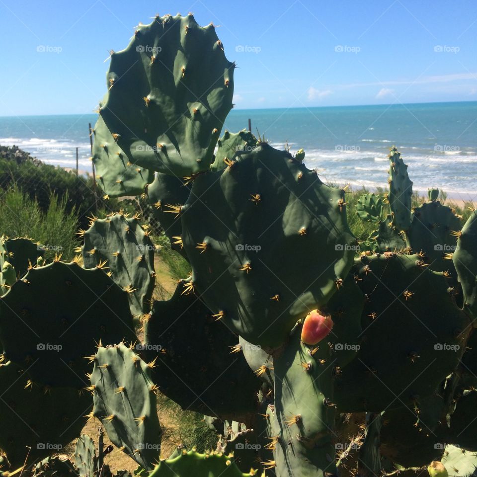 A flora à beira do Oceano Atlântico - aqui, flores na cidade litorânea de Beribere, no Ceará (Brasil).