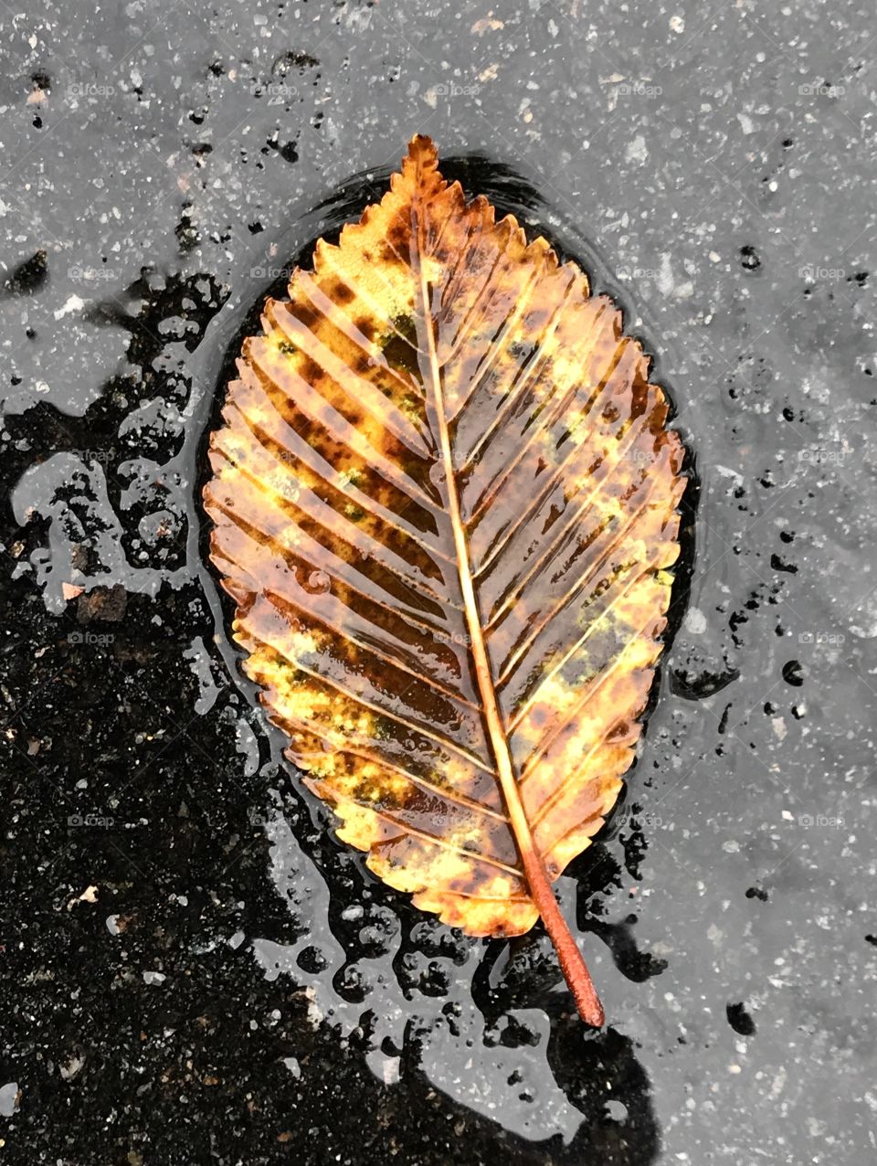 Fallen Leaf, Rainy Day