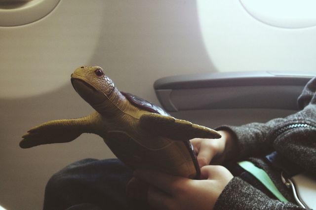 Turtle