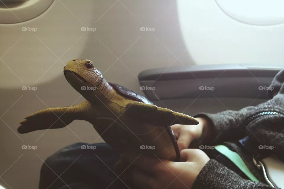 Turtle