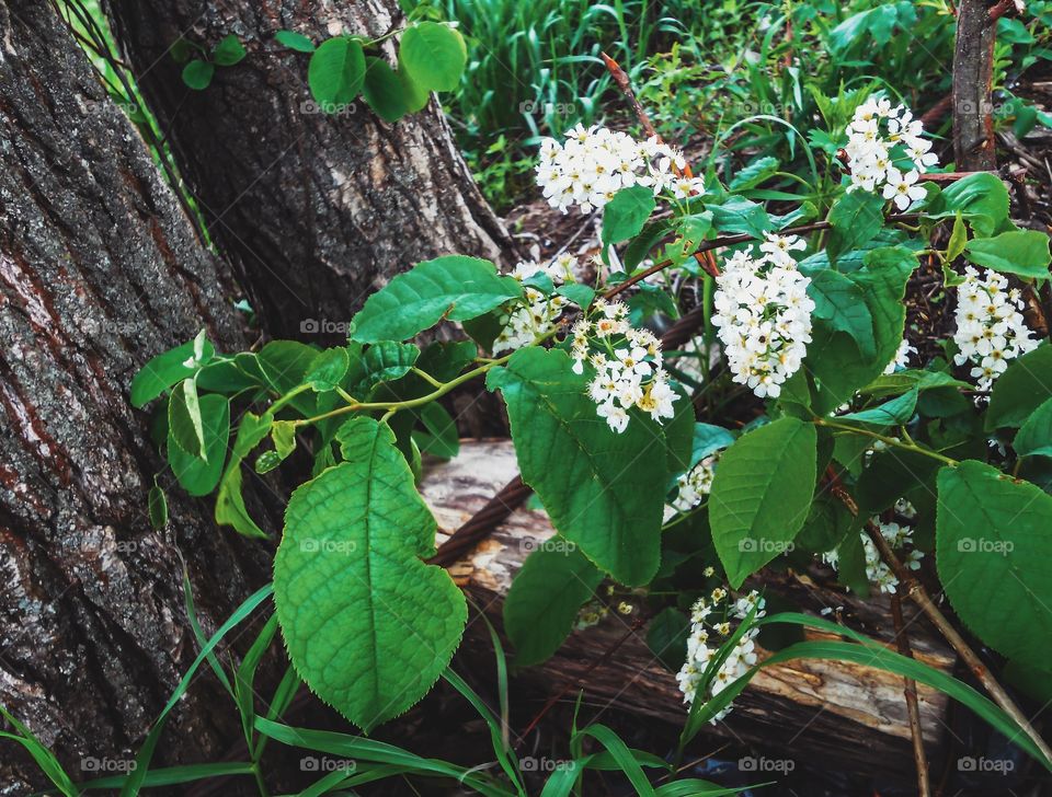 Bird-cherry