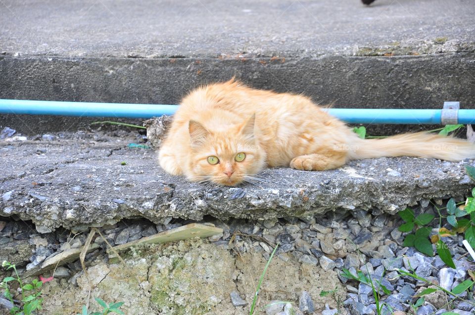 Nature, Cat, Portrait, Cute, Young