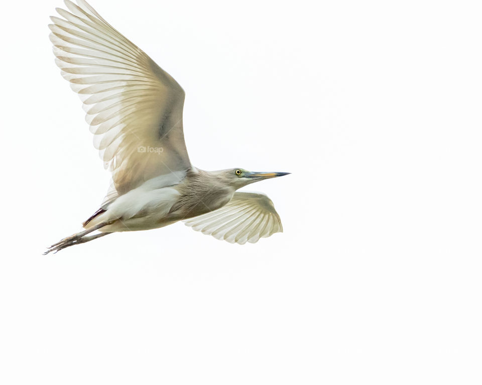 Indian Pond Heron