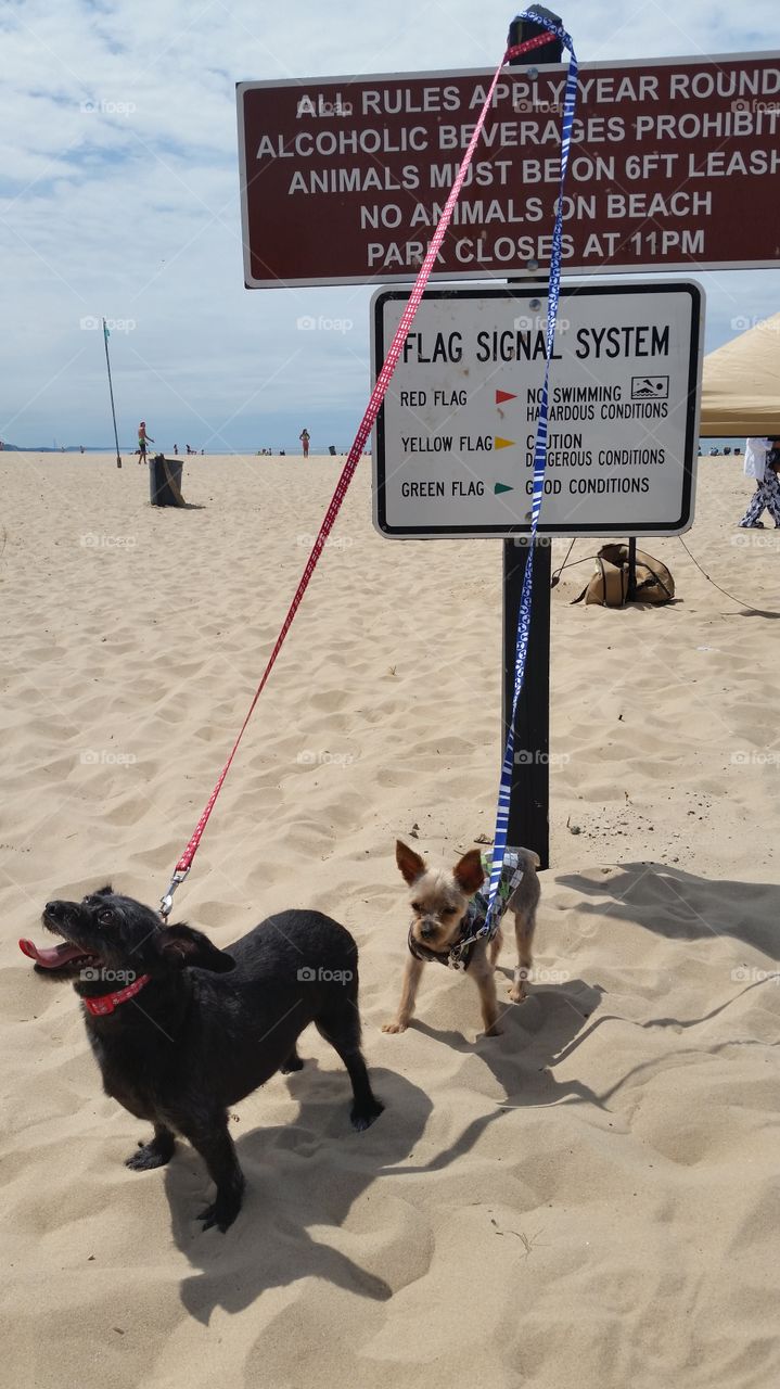 pups at the beach