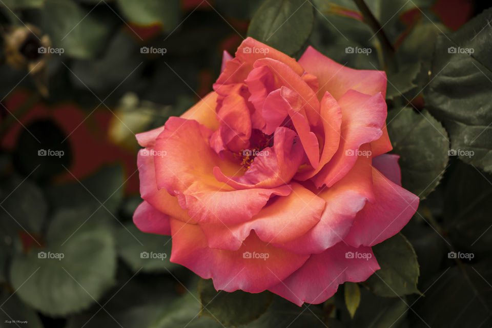 Beautiful rose