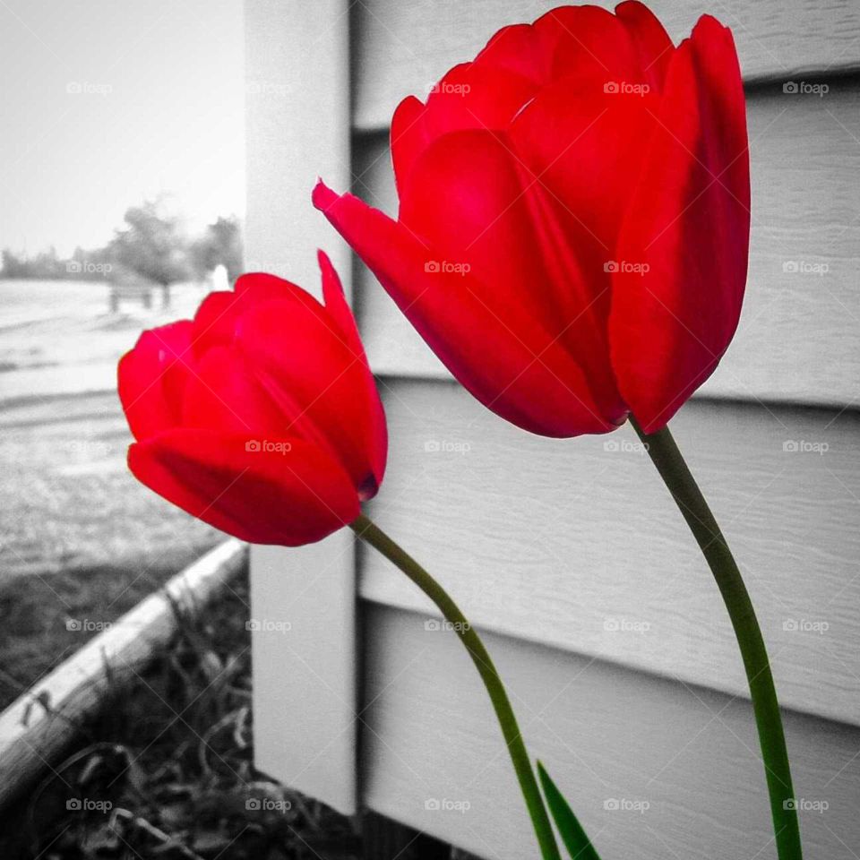 Red tulips in the summer time