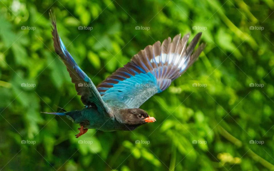 Colors in the Collision of Plant and Animal Spirits in Nature