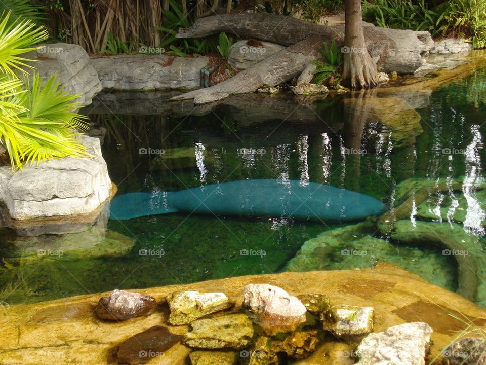 Manatee