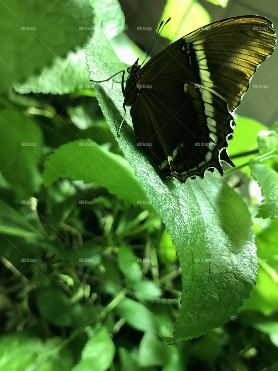 Butterfly Conservatory 