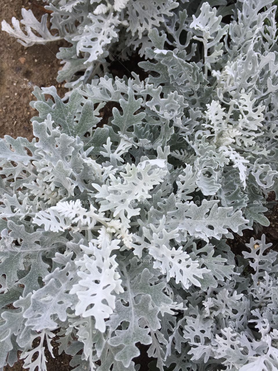 Interesting grey plant 