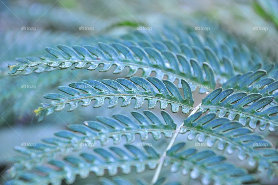 Background of green fern leave.
