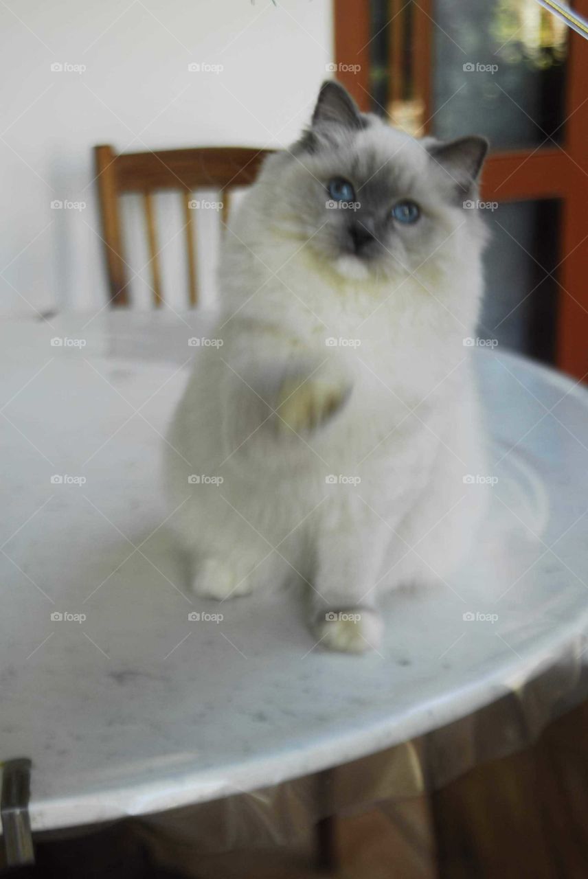 Cat, Pet, Cute, Kitten, Portrait