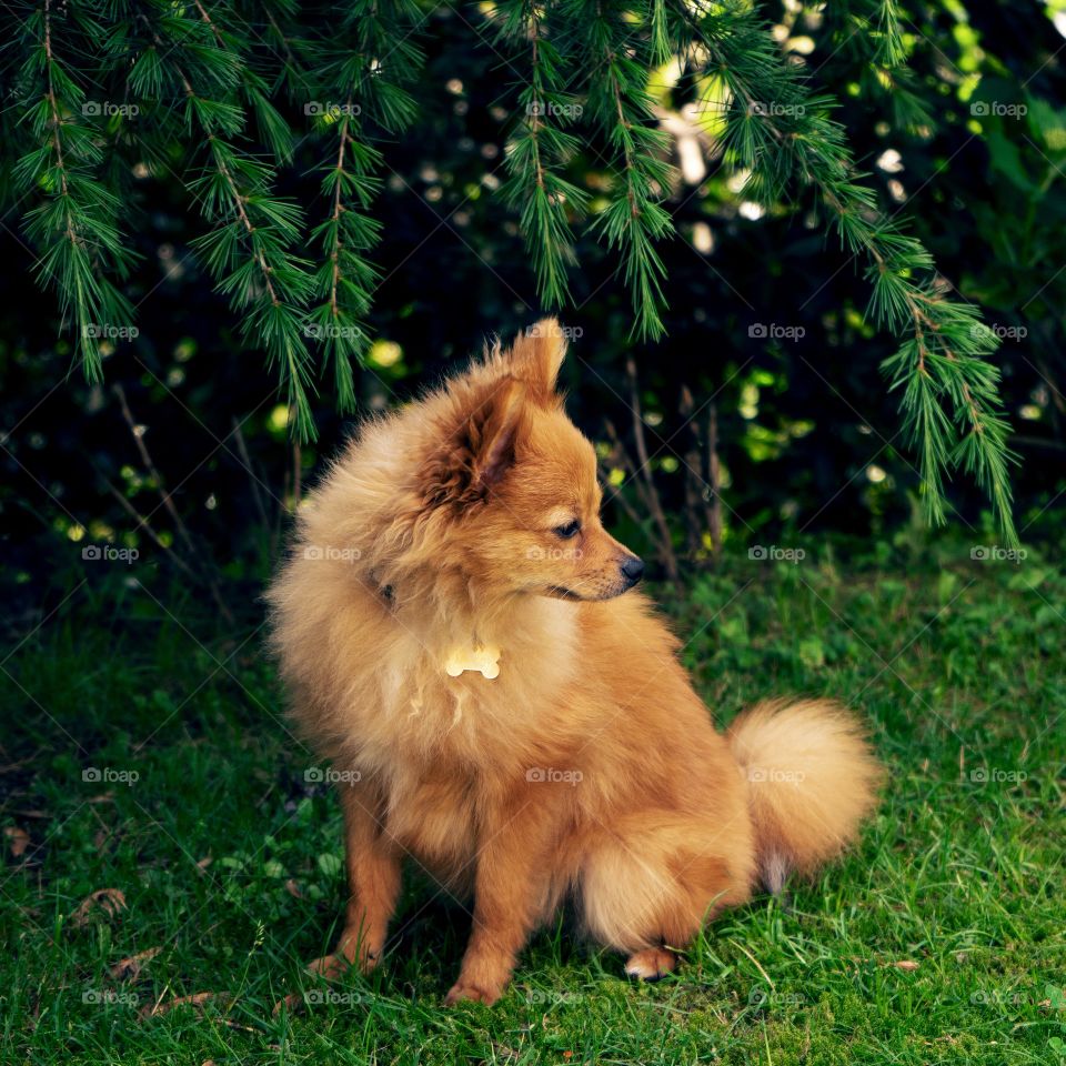 Apricot and the grass