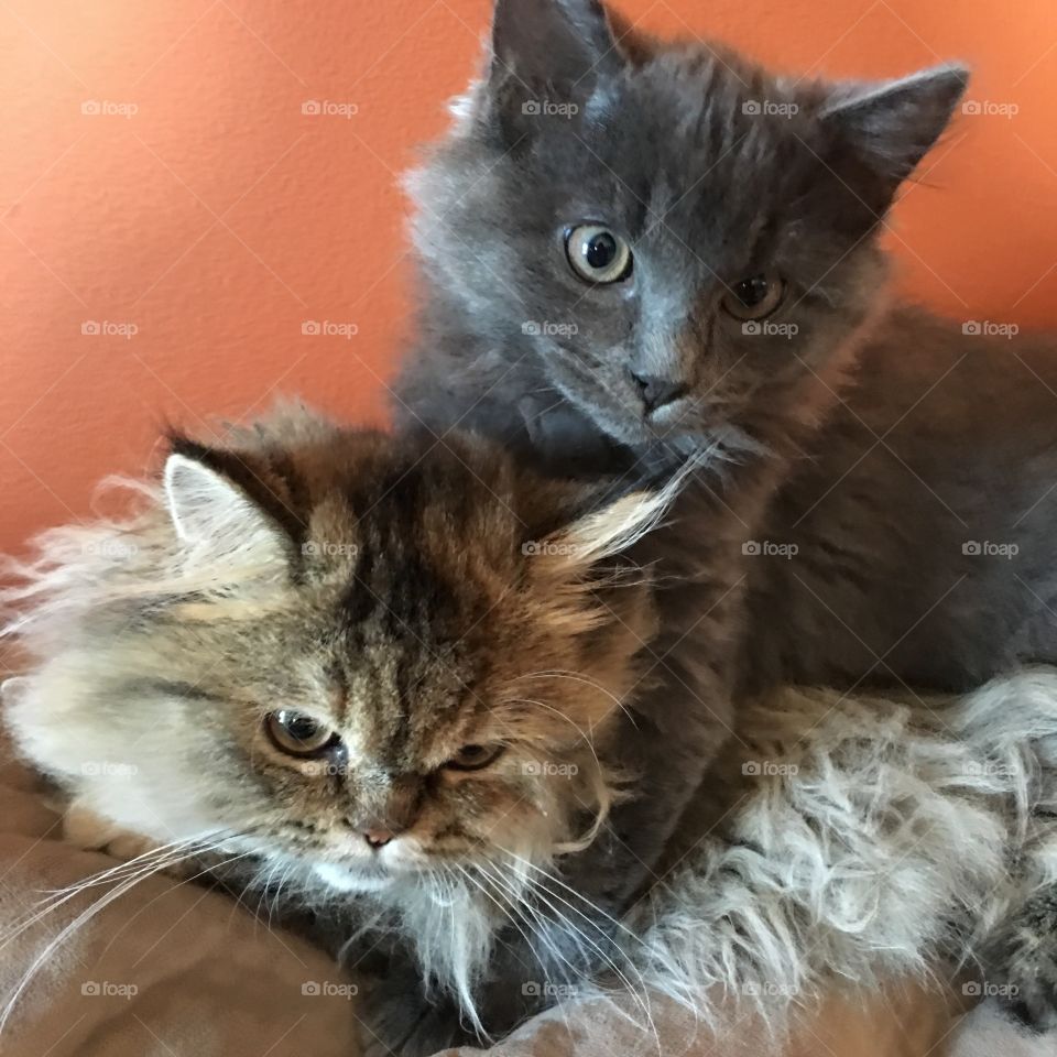 Little brother annoys big sister! Oliver loves to get on Gretta's nerves 