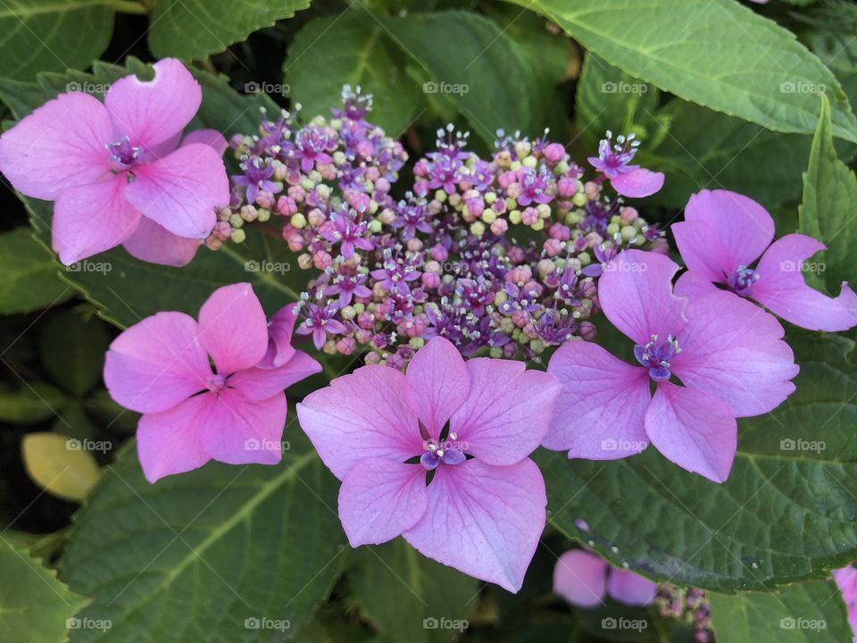 A beautiful shrub growing flower combination that l spotted whilst walking in Exeter yesterday.