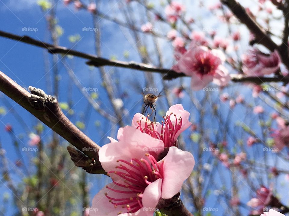 A banded bee about to take off from an apricot blossom, wing motion 