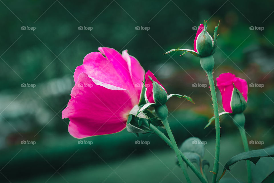Flower in the garden