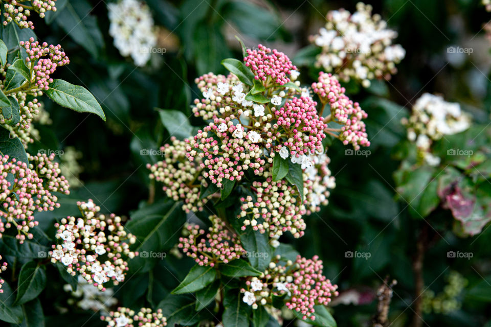 many buds and blossoms of a bush in spring