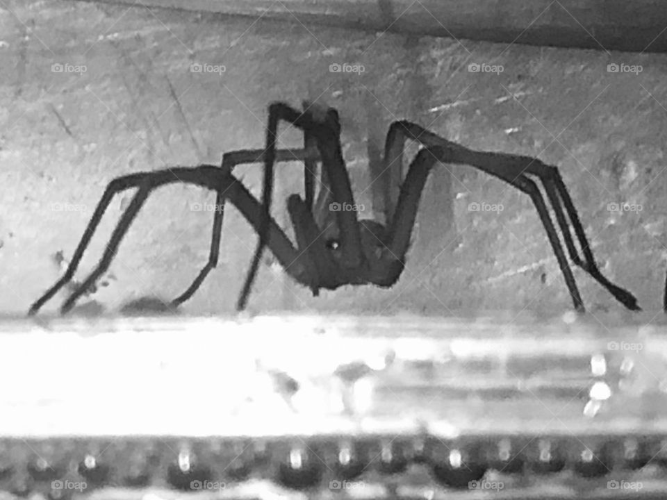 This scary, egg-sized spider was in my kitchen sink when I went to do the dishes!! They’re not allowed in the house!!! 😵‍💫