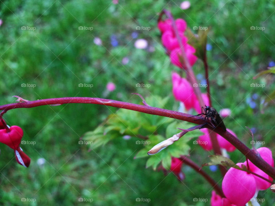 nature. nature in the garden- bleeding heart