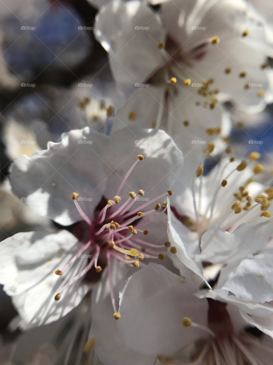 Beautiful spring tree 