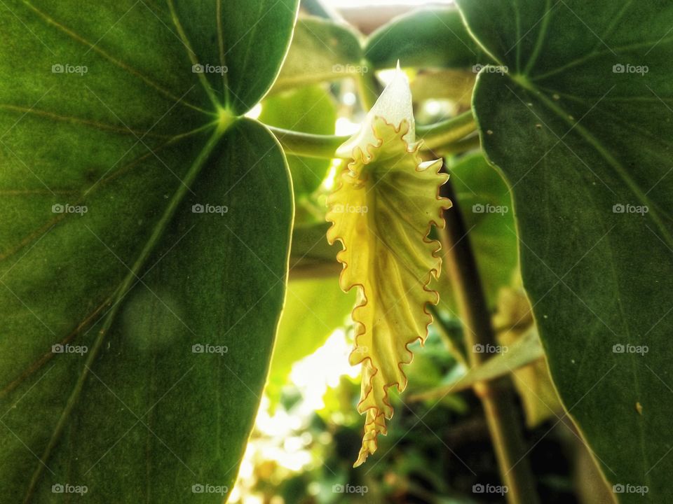 Begônia Maculata native plant of Brazil